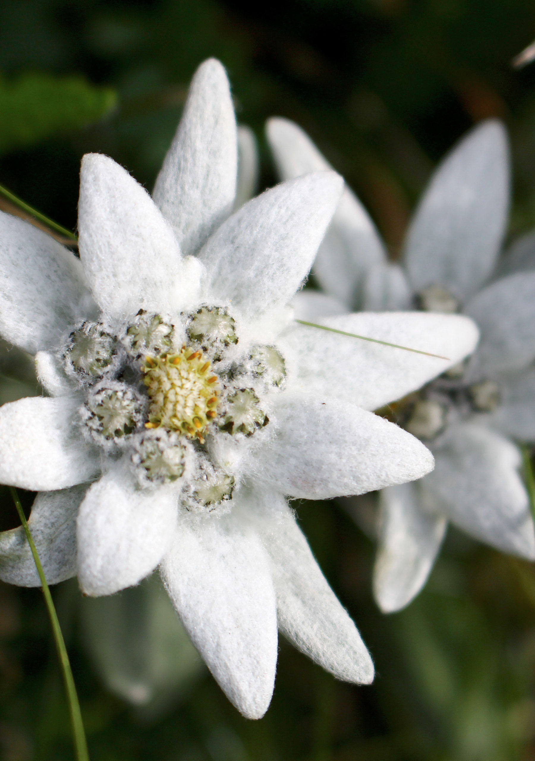 Lieber Natur Reinigungsgel