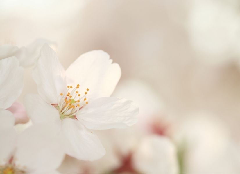 Lieber Natur Blogartikel Hautpflege im Frühling