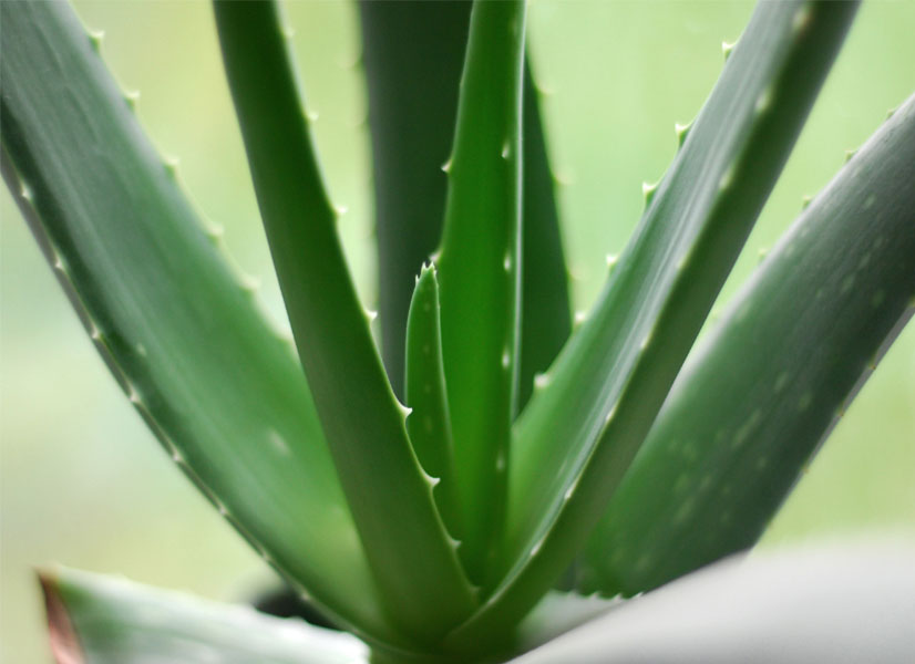 Lieber Natur Blogartike Wunderpflanze Aloe Vera